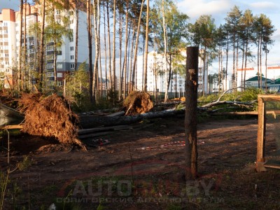 В Солигорске на рабочих упали деревья — один из мужчин скончался в больнице.